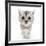 Silver Tabby Kitten with Big Eyes-Mark Taylor-Framed Photographic Print