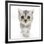 Silver Tabby Kitten with Big Eyes-Mark Taylor-Framed Photographic Print