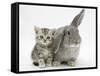 Silver Tabby Kitten with Grey Windmill-Eared Rabbit-Mark Taylor-Framed Stretched Canvas