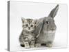 Silver Tabby Kitten with Grey Windmill-Eared Rabbit-Mark Taylor-Stretched Canvas