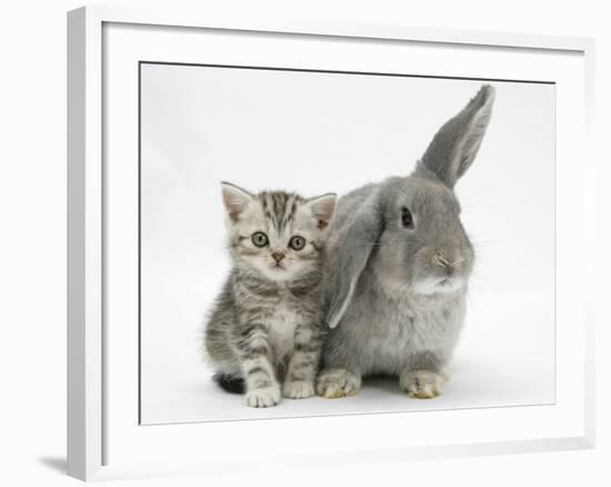 Silver Tabby Kitten with Grey Windmill-Eared Rabbit-Mark Taylor-Framed Photographic Print