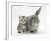 Silver Tabby Kitten with Grey Windmill-Eared Rabbit-Mark Taylor-Framed Photographic Print