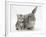 Silver Tabby Kitten with Grey Windmill-Eared Rabbit-Mark Taylor-Framed Photographic Print