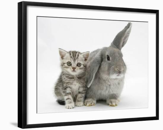 Silver Tabby Kitten with Grey Windmill-Eared Rabbit-Mark Taylor-Framed Photographic Print