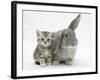 Silver Tabby Kitten with Grey Windmill-Eared Rabbit-Mark Taylor-Framed Photographic Print