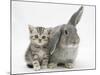 Silver Tabby Kitten with Grey Windmill-Eared Rabbit-Mark Taylor-Mounted Photographic Print