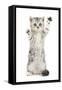 Silver Tabby Kitten with Paws Raised-Mark Taylor-Framed Stretched Canvas