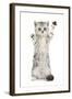 Silver Tabby Kitten with Paws Raised-Mark Taylor-Framed Premium Photographic Print