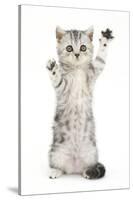 Silver Tabby Kitten with Paws Raised-Mark Taylor-Stretched Canvas