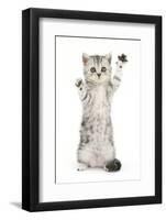 Silver Tabby Kitten with Paws Raised-Mark Taylor-Framed Photographic Print