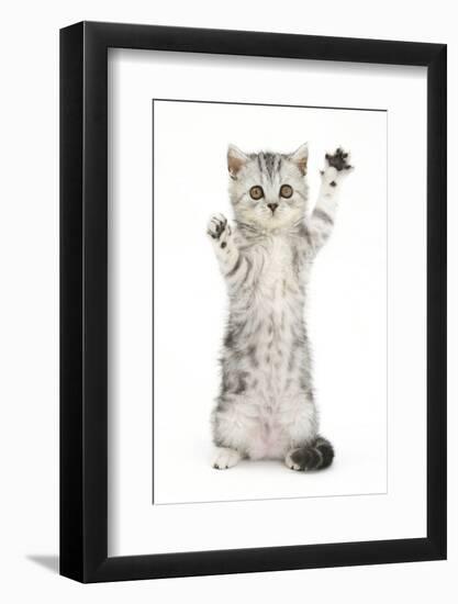 Silver Tabby Kitten with Paws Raised-Mark Taylor-Framed Photographic Print