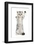 Silver Tabby Kitten with Paws Raised-Mark Taylor-Framed Photographic Print