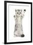 Silver Tabby Kitten with Paws Raised-Mark Taylor-Framed Photographic Print
