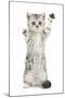 Silver Tabby Kitten with Paws Raised-Mark Taylor-Mounted Photographic Print