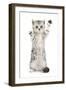 Silver Tabby Kitten with Paws Raised-Mark Taylor-Framed Photographic Print