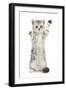 Silver Tabby Kitten with Paws Raised-Mark Taylor-Framed Photographic Print