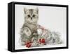 Silver Tabby Kitten with Silver Tinsel and Red Berry Christmas Decoration-Jane Burton-Framed Stretched Canvas