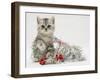Silver Tabby Kitten with Silver Tinsel and Red Berry Christmas Decoration-Jane Burton-Framed Photographic Print