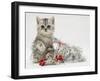 Silver Tabby Kitten with Silver Tinsel and Red Berry Christmas Decoration-Jane Burton-Framed Photographic Print