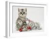 Silver Tabby Kitten with Silver Tinsel and Red Berry Christmas Decoration-Jane Burton-Framed Photographic Print