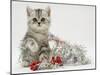 Silver Tabby Kitten with Silver Tinsel and Red Berry Christmas Decoration-Jane Burton-Mounted Photographic Print