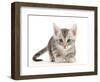 Silver tabby kitten.-Mark Taylor-Framed Photographic Print