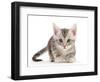 Silver tabby kitten.-Mark Taylor-Framed Photographic Print