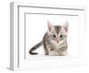 Silver tabby kitten.-Mark Taylor-Framed Photographic Print