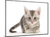 Silver tabby kitten.-Mark Taylor-Mounted Photographic Print