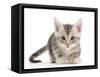 Silver tabby kitten.-Mark Taylor-Framed Stretched Canvas