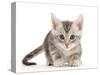 Silver tabby kitten.-Mark Taylor-Stretched Canvas