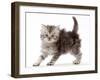 Silver tabby Persian-cross kitten arching back in playful confrontation.-Mark Taylor-Framed Photographic Print