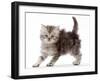 Silver tabby Persian-cross kitten arching back in playful confrontation.-Mark Taylor-Framed Photographic Print