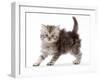 Silver tabby Persian-cross kitten arching back in playful confrontation.-Mark Taylor-Framed Photographic Print