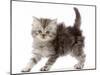 Silver tabby Persian-cross kitten arching back in playful confrontation.-Mark Taylor-Mounted Photographic Print