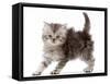 Silver tabby Persian-cross kitten arching back in playful confrontation.-Mark Taylor-Framed Stretched Canvas