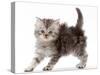 Silver tabby Persian-cross kitten arching back in playful confrontation.-Mark Taylor-Stretched Canvas