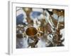 Silver Tea Service-Terry Vine-Framed Photographic Print