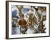 Silver Tea Service-Terry Vine-Framed Photographic Print