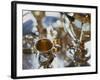 Silver Tea Service-Terry Vine-Framed Photographic Print