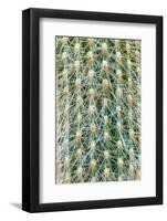 Silver Torch Cactus. Seattle, Washington State.-Stuart Westmorland-Framed Photographic Print