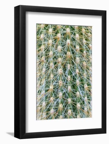 Silver Torch Cactus. Seattle, Washington State.-Stuart Westmorland-Framed Photographic Print