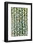 Silver Torch Cactus. Seattle, Washington State.-Stuart Westmorland-Framed Photographic Print