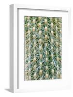 Silver Torch Cactus. Seattle, Washington State.-Stuart Westmorland-Framed Photographic Print