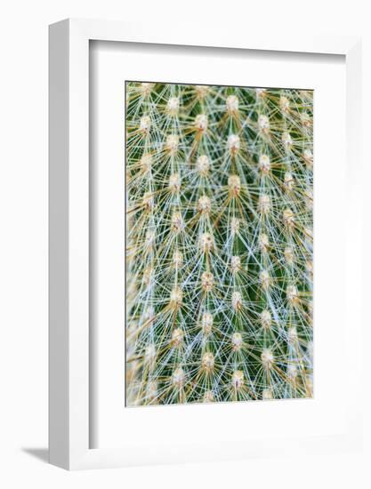 Silver Torch Cactus. Seattle, Washington State.-Stuart Westmorland-Framed Photographic Print