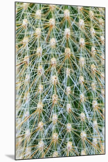 Silver Torch Cactus. Seattle, Washington State.-Stuart Westmorland-Mounted Premium Photographic Print