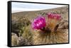 Silver torch (Cleistocactus strausii), flowering near the salt flats in Salar de Uyuni, Bolivia-Michael Nolan-Framed Stretched Canvas