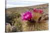 Silver torch (Cleistocactus strausii), flowering near the salt flats in Salar de Uyuni, Bolivia-Michael Nolan-Stretched Canvas