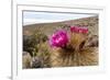 Silver torch (Cleistocactus strausii), flowering near the salt flats in Salar de Uyuni, Bolivia-Michael Nolan-Framed Photographic Print