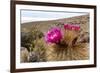 Silver torch (Cleistocactus strausii), flowering near the salt flats in Salar de Uyuni, Bolivia-Michael Nolan-Framed Photographic Print